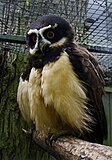 Spectacled owl (Pulsatrix perspicillata)