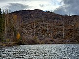 Area of burned/down trees on lake shore