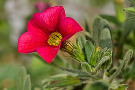 Calibrachoa