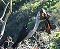 Red-tailed black cockatoo