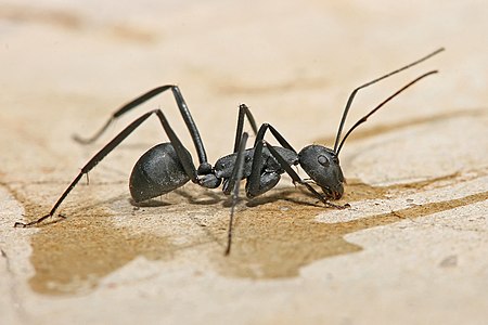Carpenter ant, by Muhammad Mahdi Karim