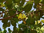 Cashew "Mundhiri in Tamil" "काजू" in Marathi and Hindi,జీడి in Telugu -- Anacardium occidentale; syn. Anacardium curatellifolium