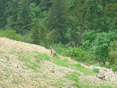 Chamois dans la combe de l'Aubaise.