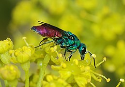 Chrysis ignita (familia Chrysididae)