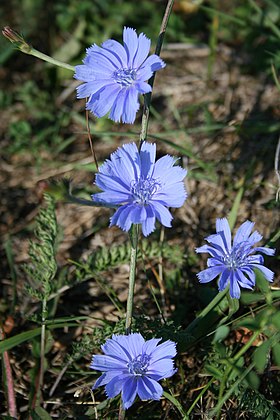 Cichorium intybus