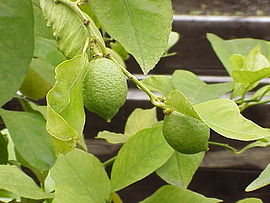 Citrus limon