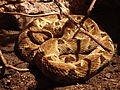 Bothrops atrox is the main cause of death for snakebite in Colombia.