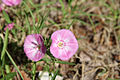 Convolvulus arvensis