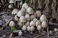 Coprinopsis alopecia