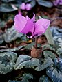 Cyclamen pseudibericum close-up flower