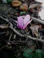 Cyclamen purpurascens close-up