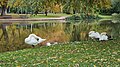 Cygnes en automne sur les bords du lac