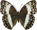 C. jodutta ciceronis female dorsal side