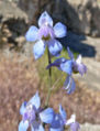 Delphinium parishii