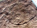 Image 13Dickinsonia costata from the Ediacaran biota (c. 635–542 mya) is one of the earliest animal species known. (from Animal)
