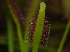 Description de l'image Drosera capensis1.jpg.