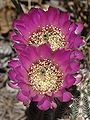 Echinocereus fendleri, Fendler's hedgehog