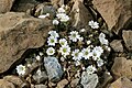 Image 19Shetland mouse-ear, a rare plant species unique to Shetland and found only on two serpentine hills in the Keen of Hamar reserve on the island of Unst Credit: Melvin Grey