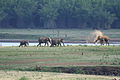 Elephant family on the Kabini river bank