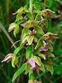 Epipactis helleborine Inflorescence