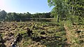 Mai 2011 - Naturschutzgebiet Fürstenkuhle bei Hochmoor.