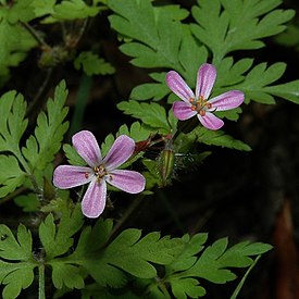 Герань Роберта (Geranium robertianum)