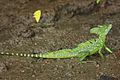 Basilisco verde en Río Frío, Costa Rica