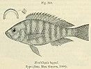 Haplochromis obliquidens