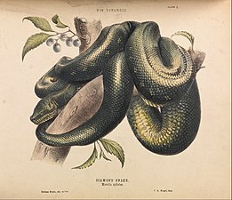 Diamond Snake, Morelia spilotes from The Snakes of Australia by Gerard Krefft