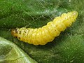 Later instar caterpillar