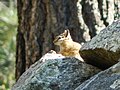 A ground squirrel endemic/native only to the Hualapai Mountain range.