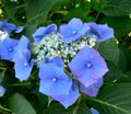 Hydrangea macrophylla