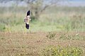 In flight at Koshi Tappu Wildlife Reserve, Nepal