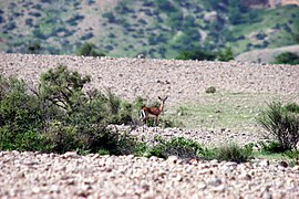 Chinkara gazelle in the Kirthar Mountains