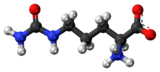 Image illustrative de l’article Citrulline