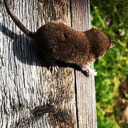 Brown shrew