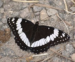 Description de l'image Limenitis weidemeyerii dorsal.jpg.