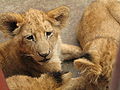 Cubs at Addis Abeba Zoo