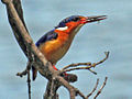 Alcedo vintsioides