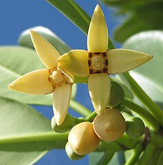 Rhizophora mucronata or red mangrove flowers