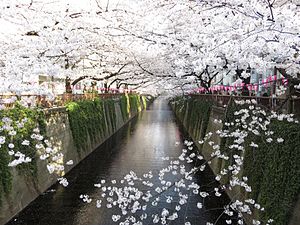 Meguro River and cherry-blossom trees in Spring 2014