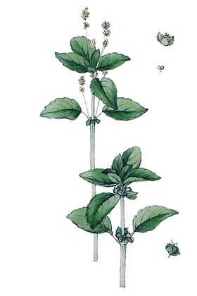 Mercurialis annua