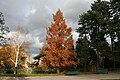 A red Dawn Redwood (Metasequoia glyptostroboides), the single one in Parc Montsouris, is framed by a Paper Birch (Betula papyrifera) to its left and an Austrian Pine (Pinus nigra) to its right.