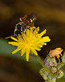 Crepis aspera