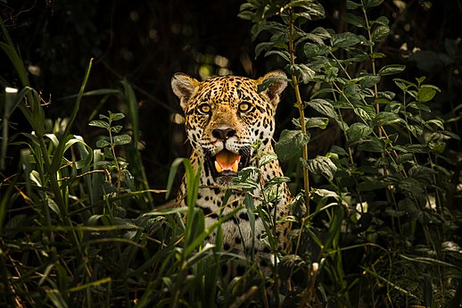 A jaguar in the Pantanal Conservation Area of Brazil Photo by Leonardo Ramos