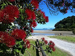 Pōhutukawa at Baddeleys Beach on Millon Bay