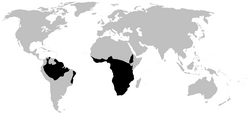 Distribución dos Pipidae (en negro).