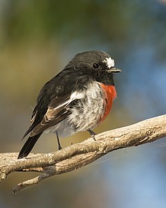 Scarlet robin, male, by JJ Harrison
