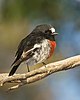 male Scarlet Robin