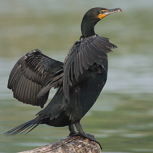 Ушастый баклан (Phalacrocorax auritus) в Торонто (Канада)